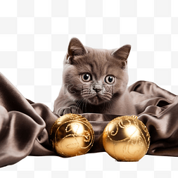 可爱懒猫图片_有趣的英国猫巧克力色正在毯子上