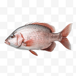 泰国淡水鱼中的新鲜尼罗罗非鱼或