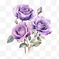 熱帶图片_紫色玫瑰花水彩插图