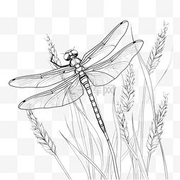 蜻蜓卡通铅笔画花园里动植物的风