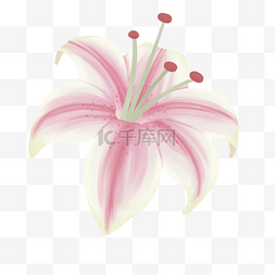 一朵盛开的粉色百合花