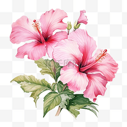 美丽花图片_水彩的粉红色芙蓉花盛开的侧视图