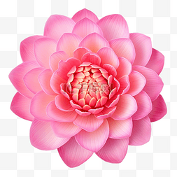 优雅的荷花图片_单个美丽的粉红色睡莲或莲花佛花