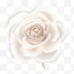 白玫瑰花ai生成
