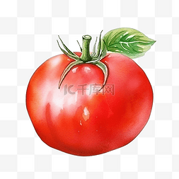 番茄干西红柿干图片_感恩节装饰元素的红番茄水彩风格