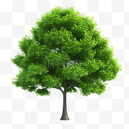 大绿树叶子图片_3d 孤立的绿树