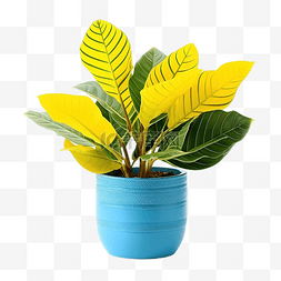 美丽的室内植物，黄叶，在独特的