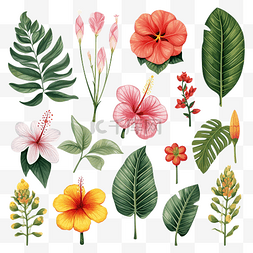 热带花卉和叶子插图