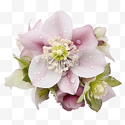 玫瑰花蕾图片_生长在春天花园里的铁卢花杂种