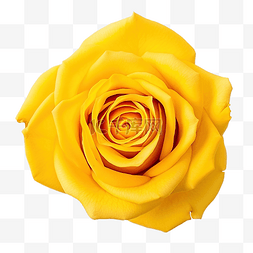 浪漫白色花瓣图片_顶视图上的黄花玫瑰