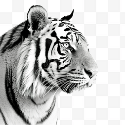 黑色和白色的老虎