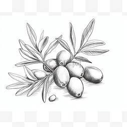 浆图片_手绘素描橄榄束浆果油收获叶素描
