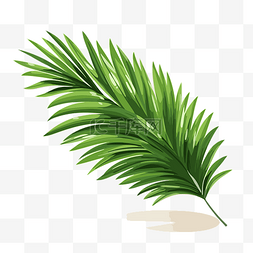 棕櫚樹葉