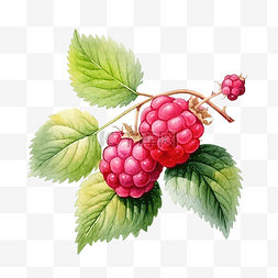 果浆图片_水彩浆果酒莓