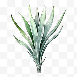 热带植物叶子背景图片_狐尾龙舌兰热带植物水彩插图
