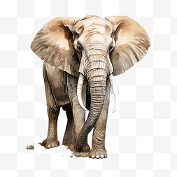 草原自然图片_非洲大象野生动物水彩插图