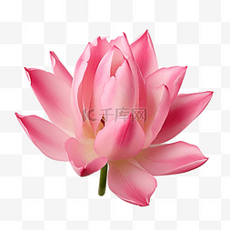 孤立的粉红色暹罗郁金香花