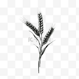 小麦穗黑色和白色