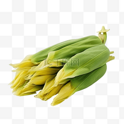 黄玉米的绿色外皮被用作食品成分