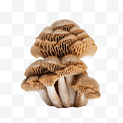 蘑菇林图片_蘑菇为您的装饰图像羊肚菌