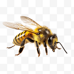 黄色的蜜蜂