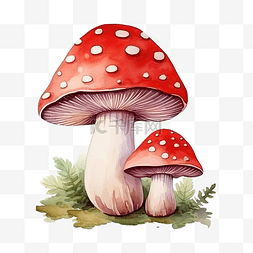 蘑菇菌图片_野生自然植物蘑菇水彩插画可爱卡