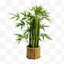 竹植物树干