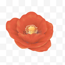 藤蔓枝条免抠素材图片_橘色花朵漂亮的花