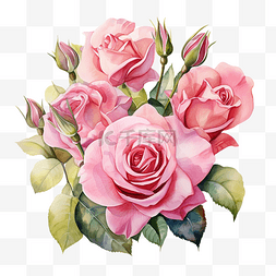 粉红玫瑰花束水彩画