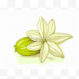 一些绿色水果旁边的一朵花的素描