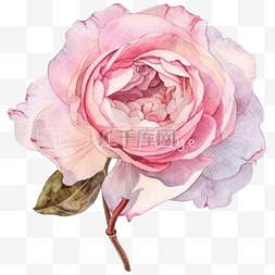 宝格丽绅士香水图片_水彩粉红色盛开的玫瑰花