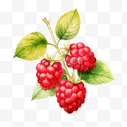 水彩浆果酒莓