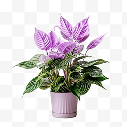 室内植物花卉图片_审美植物花卉室内植物装饰