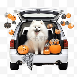有趣的宠物狗坐在汽车后备箱装饰