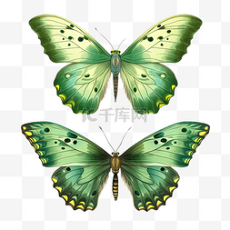 两只蝴蝶花纹图片_绘制两只绿色蝴蝶昆虫集合