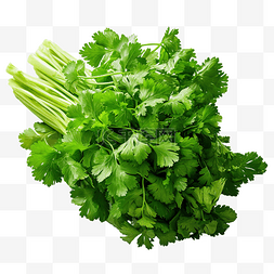 香菜 绿叶蔬菜 健康烹饪