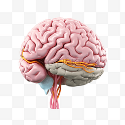 精神紧张图片_人脑解剖学