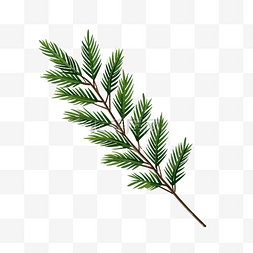 一棵简单的圣诞树松树枝绿树枝圣