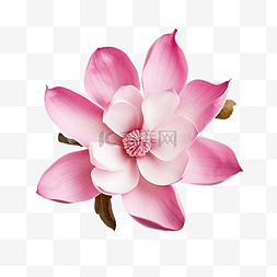 蘭图片_粉紅色的玉蘭花