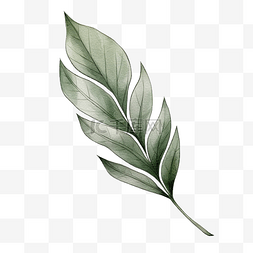 提取植物图片_从分离的植物叶子中提取的简单叶