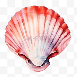 水彩贝壳图片_水彩贝类海洋动物