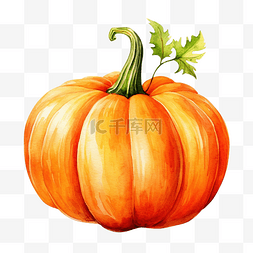 海报蔬菜装饰图片_水彩画成熟的橙色南瓜感恩节或万