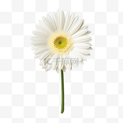 非洲菊雏菊白花与叶白色花卉