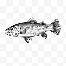 卡通画水彩图片_座头白鱼或 coregonus pidschian 鱼德国