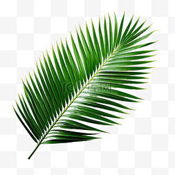 热带绿叶棕榈树png文件