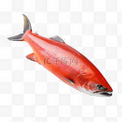 三文治切片图片_鲑鱼红鱼