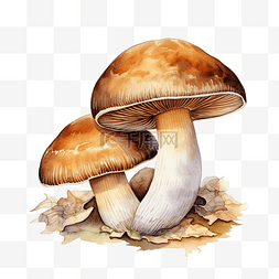 牛肝菌或牛肝菌蘑菇水彩插图