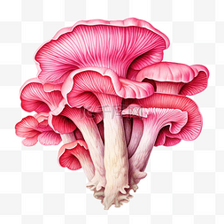 蘑菇林图片_粉红色的平菇水彩插图