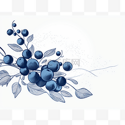 蓝莓树枝带叶子插画
