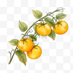 植物番茄图片_感恩节装饰元素的黄番茄水彩风格